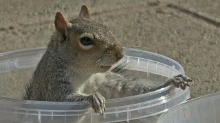 Cute Squirrel goes Nuts for some seed