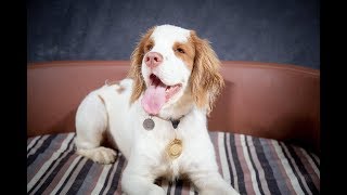 Clyde  Clumber Spaniel Puppy  4 Weeks Residential Dog Training