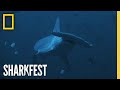 Shark Side of the Moon | SharkFest | National Geographic