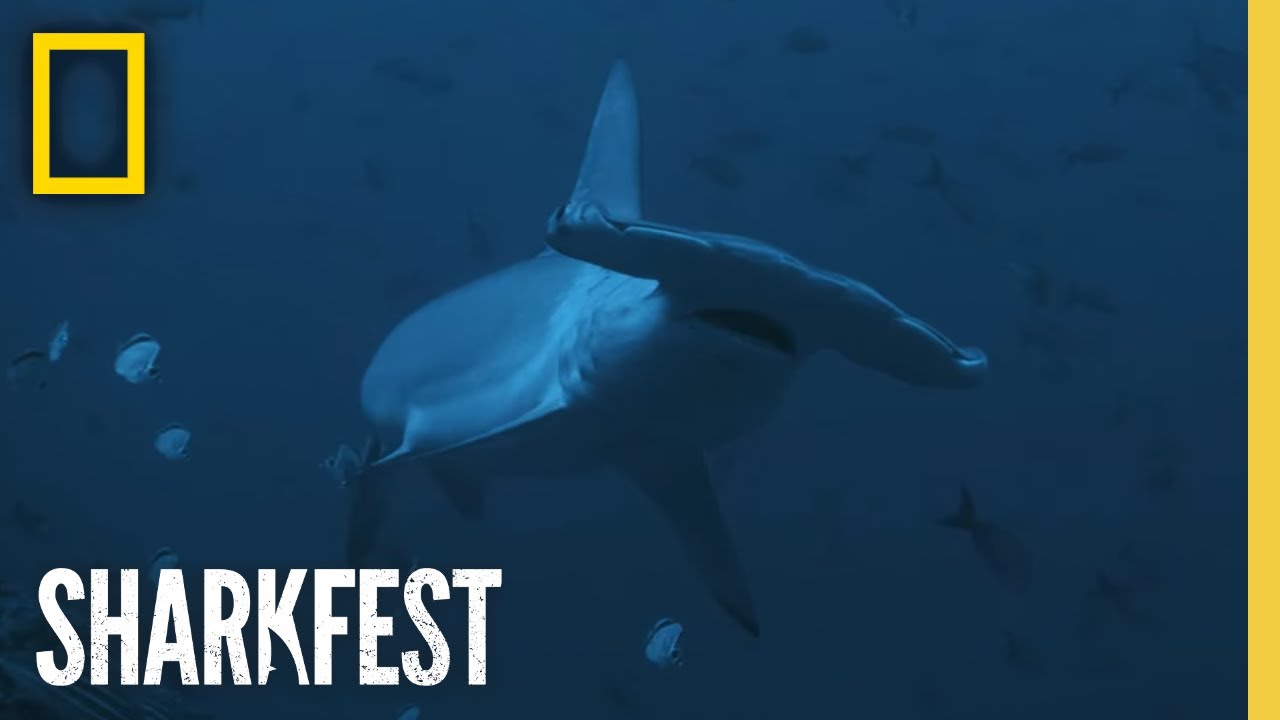 How to watch SharkFest 2023: National Geographic's month of shark