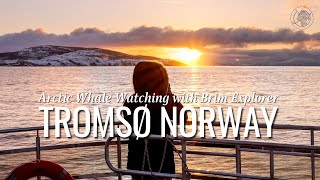 Experience the Magic of Whale Watching in Tromso Norway with Brim Explorer