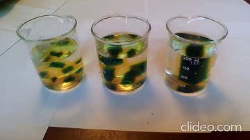 Cell Size Lab Demo Even Shorter