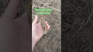 Толстячок,петля и красавчик #клад #metaldetecting #кладоискатель #коп #копатели