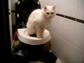 туалет тренажер для кота, как приучить кота к унитазу часть 2 toilet trainer for cat part 2