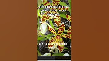 Sức cuốn hút của Hoa Lan.