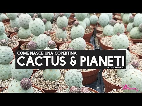 Video: Cos'è un cactus a ditale - Impara come coltivare una pianta di cactus a ditale