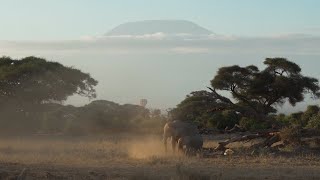 Кенийское сафари: Амбосели, Восточный Цаво, Найваша