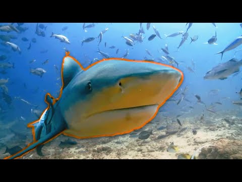 Epic Survival Stories Of Marine Life In The South Seas | WILD 24 | Real Wild