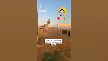 حصانات 