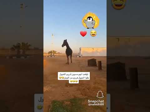 حصانات