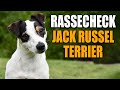 Jack Russell Terrier , Parson Russell Terrier Rassecheck - Rasseportrait, Rassebeschreibung