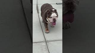 Surprise skate session for Chowder  skateboarding bulldog