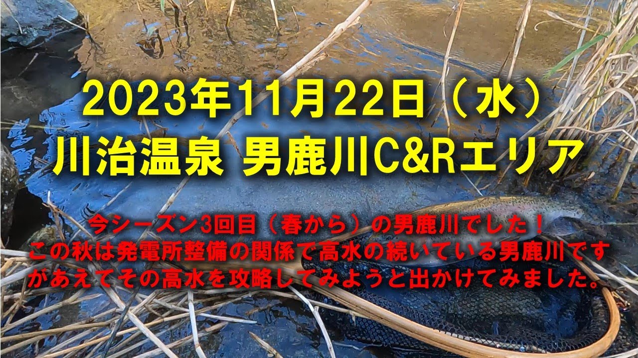 2023年11月22日　川治温泉 男鹿川C＆Rエリアの釣り