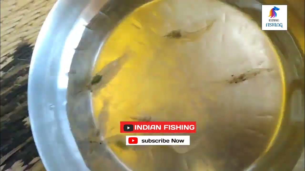 Indian zinga fish video youtubshort fishvideo dryfish YouTube