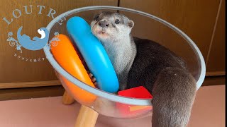 Otter Trying To Protect Something Important