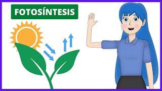 PHOTOSYNTHESIS explained: stages, formula, products, functions