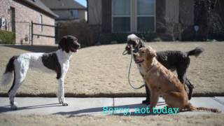How to Greet a Dog by Kate Friedl 103 views 7 years ago 31 seconds