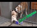 Мопс против алабая. Pug vs Alabai