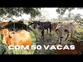 Qual o lucro de vacas de cria | Produzindo só os bezerros