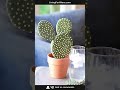🌵 3D Cactus Magnetic Coaster Set — Small Plant, Big Personality