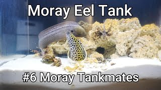 Moray Eel Tank  06  Moray Tankmates