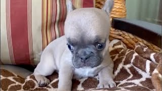 Tiny Frenchie complains about why the ocean water is too salty. Bad by Wagging Tails Rescue 3,511 views 1 month ago 8 minutes, 57 seconds