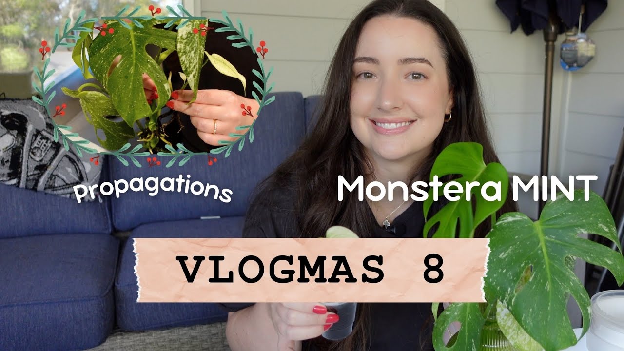 Potting Up Monstera Mint Props 🌿 | Vlogmas Day 8