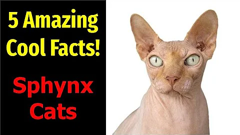 Watch the video about 5 Fascinating Facts About Sphynx Cats