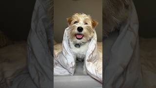 Kołdra nie pyta. Kołdra rozumie 🙊😂 #dobranoc #słodziak #piesek