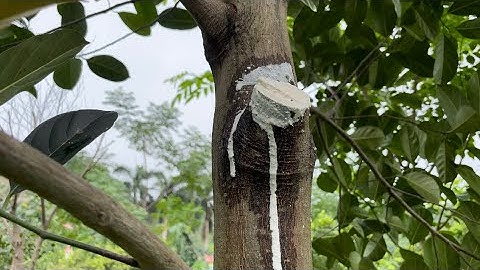 Chưa Sẻ Cách Cắt Tỉa Cành Mít Trước Mùa Mưa Bão