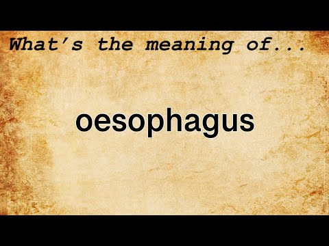 Oesophagus Meaning | Definition of Oesophagus