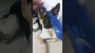 money💰 🤑 💸 लाल #cherry #vlog #germanshepherd #dog #funny #shorts #viralvideo #comedy #youtubeshorts