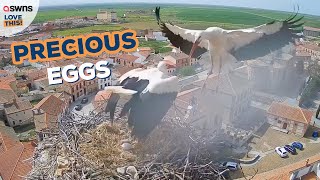 Stork battles to save her eggs from powerful storm and a jealous male stork | LOVE THIS! by SWNS 343 views 3 days ago 2 minutes, 33 seconds