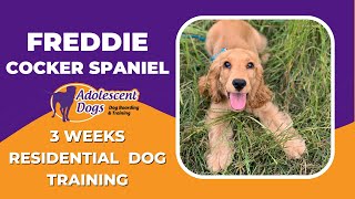 Freddie the Cocker Spaniel Puppy  3 Weeks Residential Dog Training