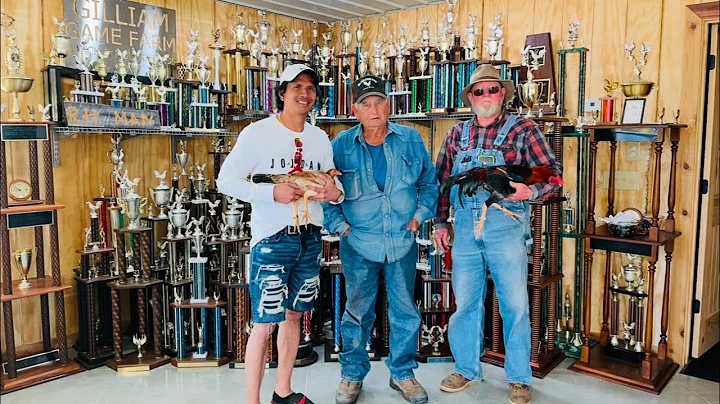 GARY GILLIAM FARM || GOLDENBOY | ROUNDHEAD | YELLO...