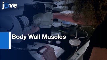 Body Wall Muscles Calcium Imaging | Protocol Preview