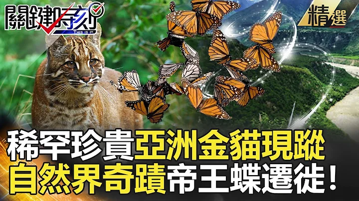 關鍵時刻精選│稀罕珍貴亞洲金貓現蹤 自然界奇蹟帝王蝶遷徙！--劉寶傑 黃創夏 馬西屏 朱學恆 眭澔平 黃世聰 劉燦榮 - 天天要聞