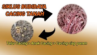 siklus hidup budidaya cacing tanah