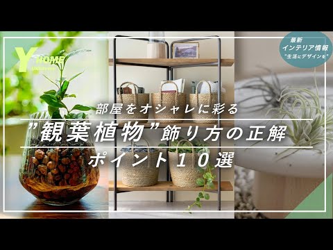 双色调植物の簡単な組み合わせ5組 – あなたの庭で試してみよう