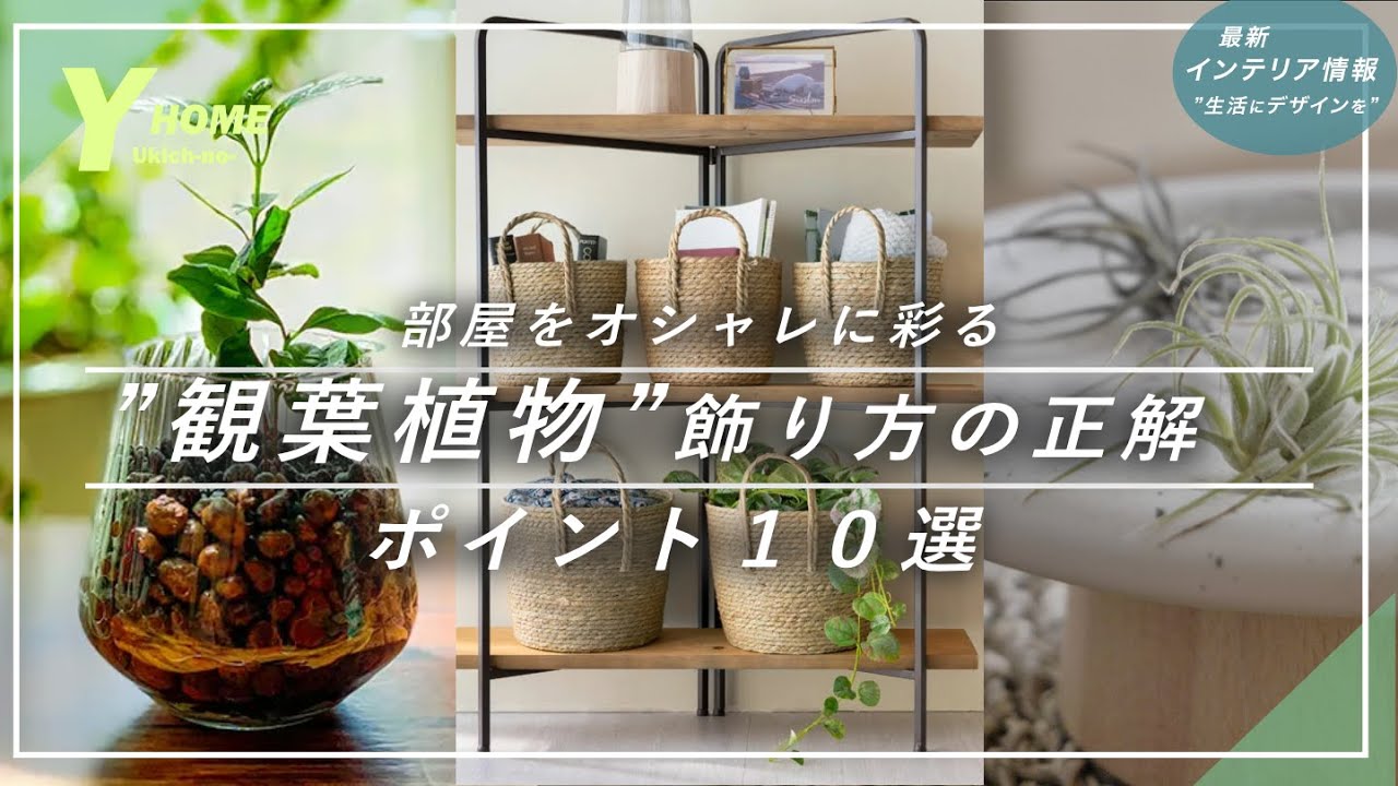 【観葉植物】部屋がオシャレになる飾り方｜ポイント１０選｜床置き・卓上・ハンギング