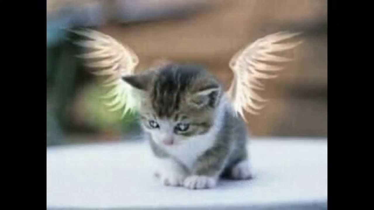 fotos de gatinhos fofos youtube