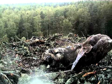 eesti energia Male osprey and his chicks: Feeding attempt. July 2012