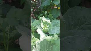 My Cultivo De Repollo Desde Las Montañas De Virginia