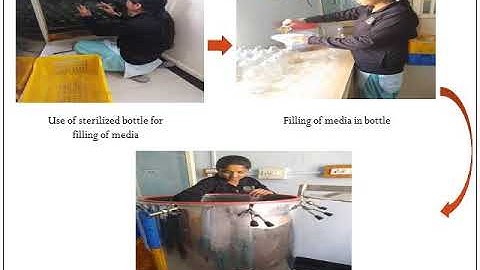 Role of Beavaria bassiana in Pest Management by Prof.Tushar Ugale,Assistant Professor