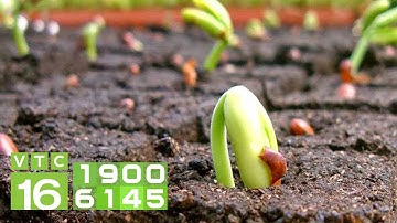 Cách ủ phân gà nhanh hoai mục, tăng năng suất cây trồng | VTC16