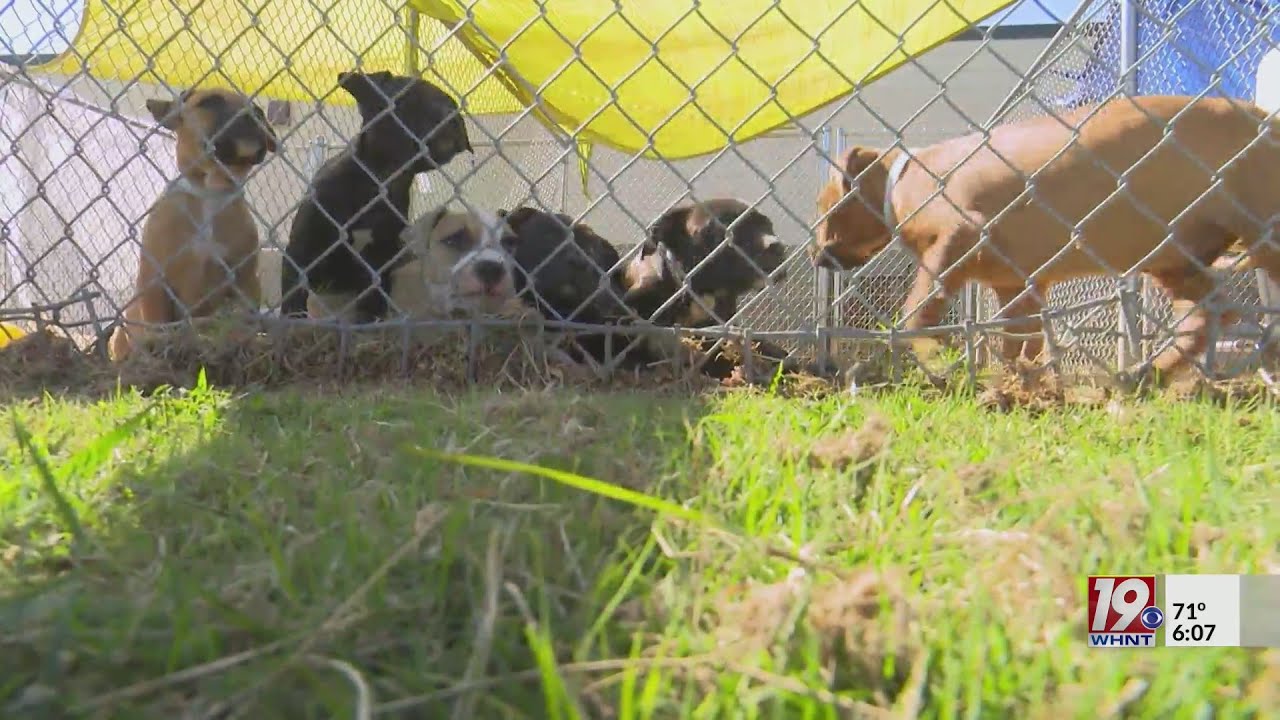 Lauderdale Co. Approves Animal Control Contract | May 19, 2023 | News ...