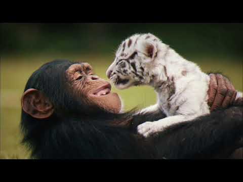 BLEU Love You So Lyric Video