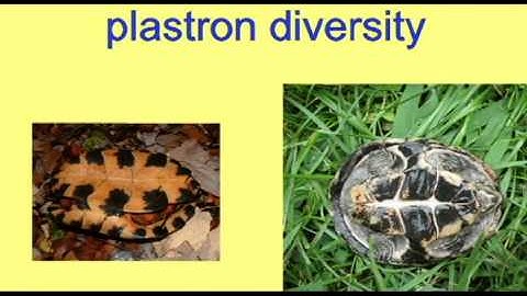 REPTILE EXAM: PLASTRON DIVERSITY.avi