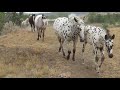 2021 Keenan Ranch Appaloosa Herd at Liberty