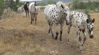 2021 Keenan Ranch Appaloosa Herd at Liberty